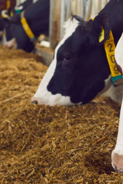 Adequação produtiva: avaliando o manejo alimentar de bovinos