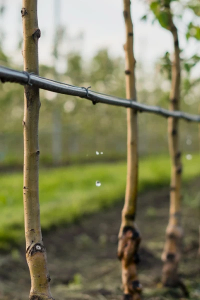 Monitoramento de irrigação e nutrição no solo em horticultura