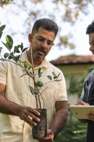 Indução de floração de citros com ênfase para lima ácida Tahiti e tangerina Ponkan